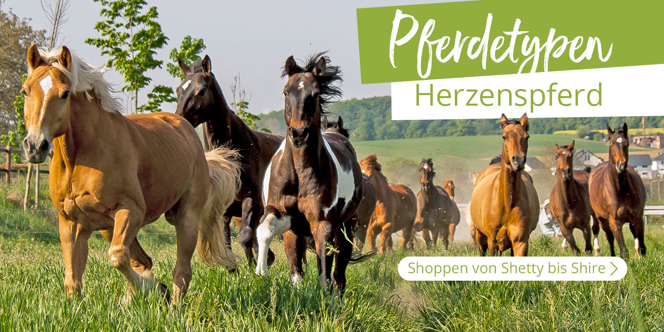 Startseite Loesdau Pferdesport Reitbedarf Reitartikel startseite-loesdau-pferdesport-reitbedarf-reitartikel