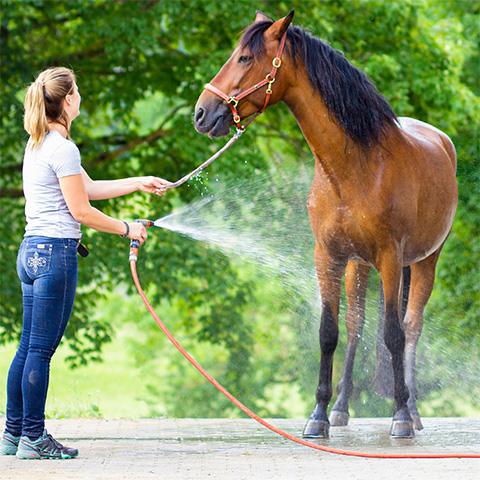 Blog Hitze im Sommer - Pferd richtig duschen