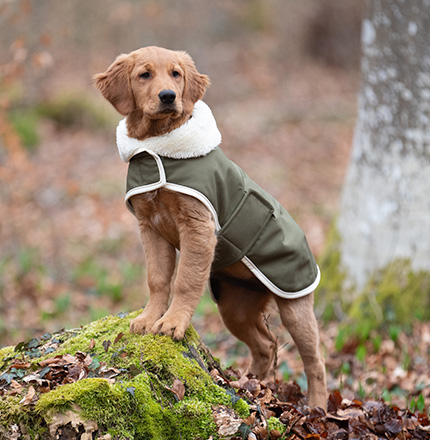 Hundezubehör
