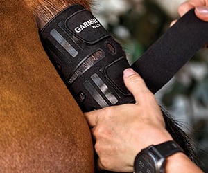 Pferd mit Trainingssensor am Schweif