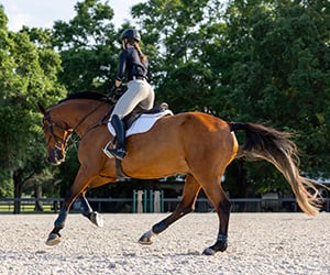 Reiterin trainiert mit ihrem Pferd auf dem Platz
