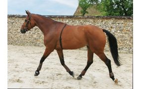 Der Loesdau-Guide: Fitnesstracker