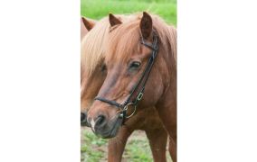 Trensen & Stirnriemen