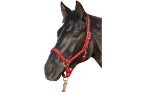 Halfter & Fressbremsen