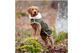Hond