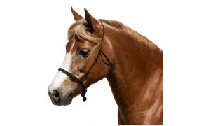 Mouthcloser & Nosebands