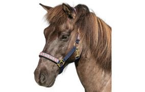 Halfter & Fliegenstirnbänder