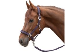 Cheval de Luxe voor het paard