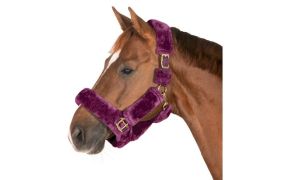 Horse-friends halsters