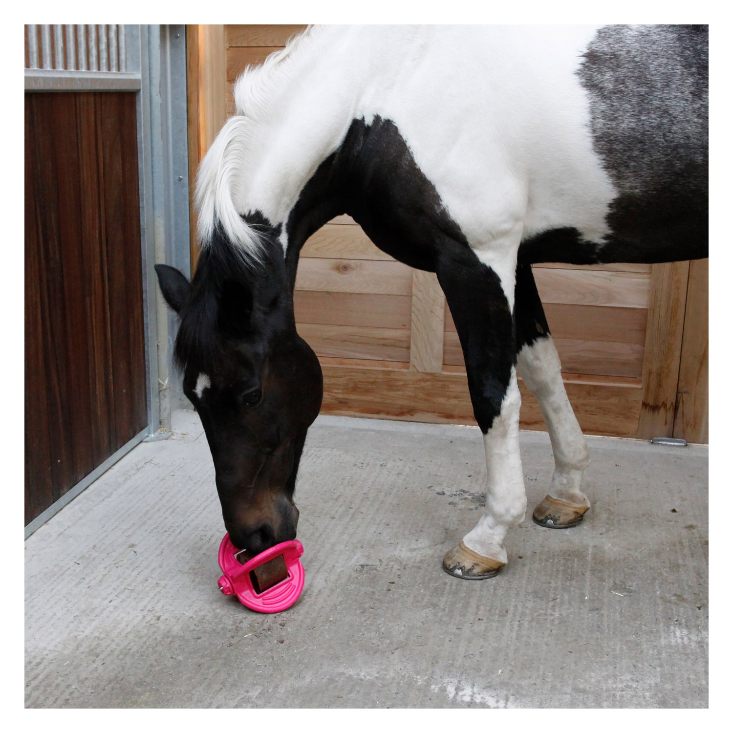 Bizzy HORSE Ball, für Pferde – Ansicht 3