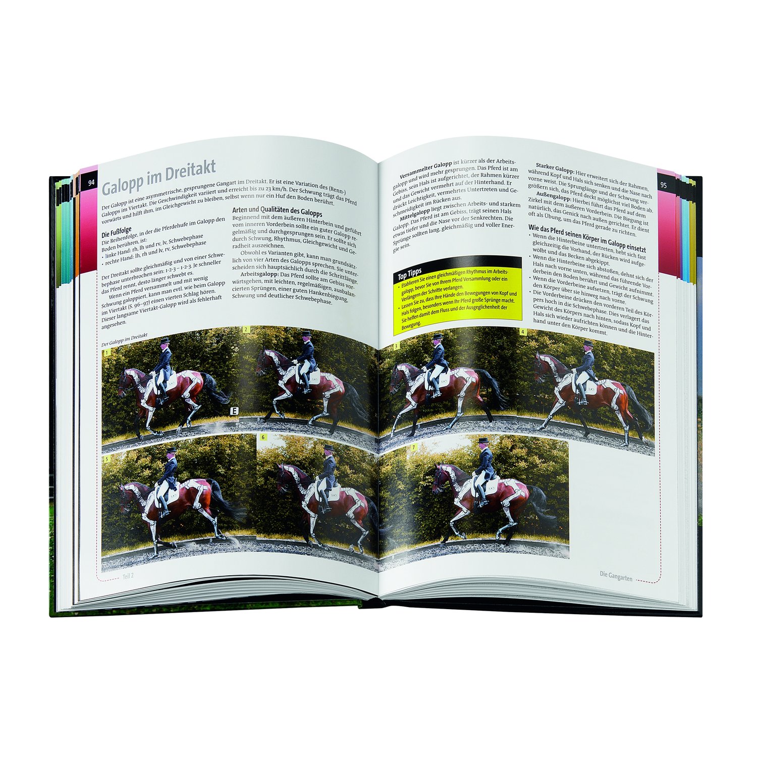 Anatomie verstehen - Besser reiten – Ansicht 2
