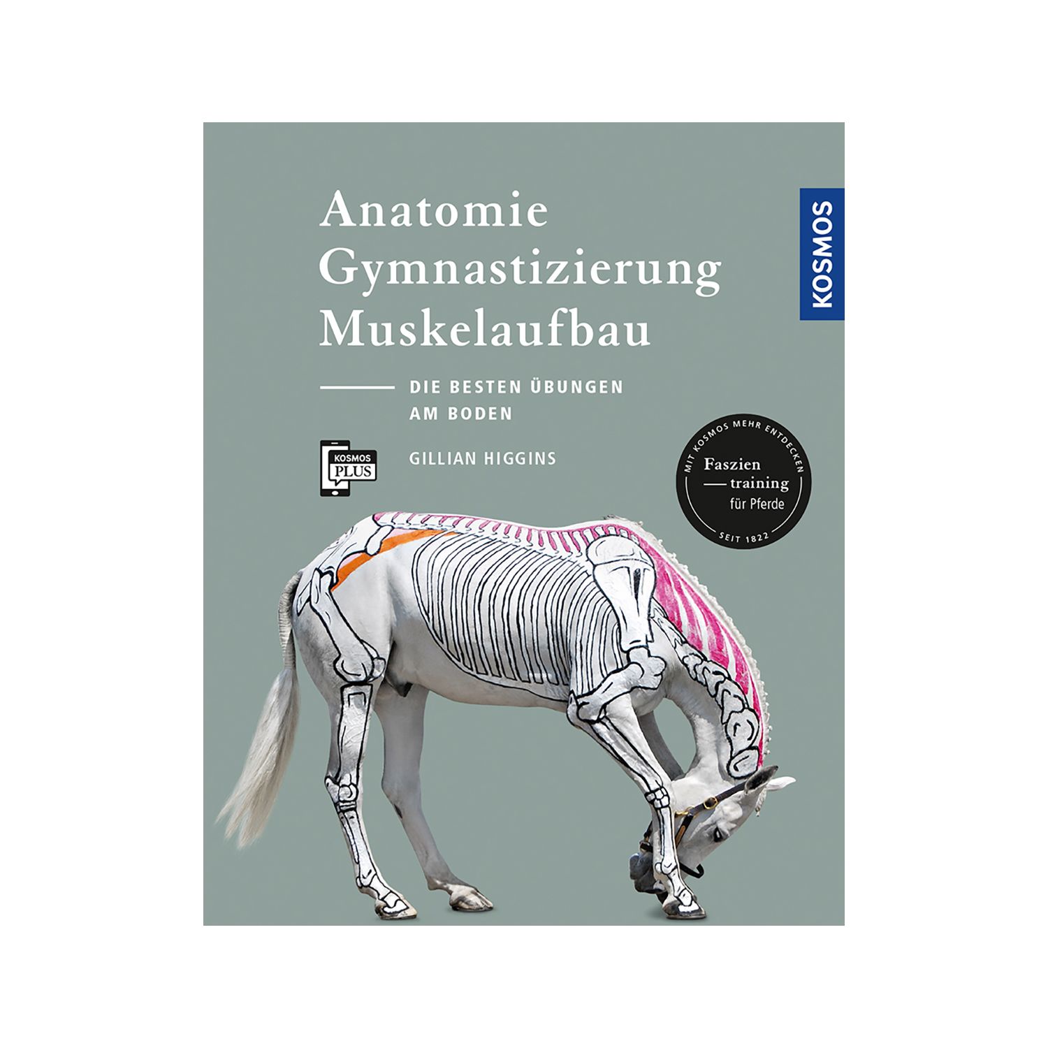 Anatomie, Gymnastizierung, Muskelaufbau – Ansicht 1