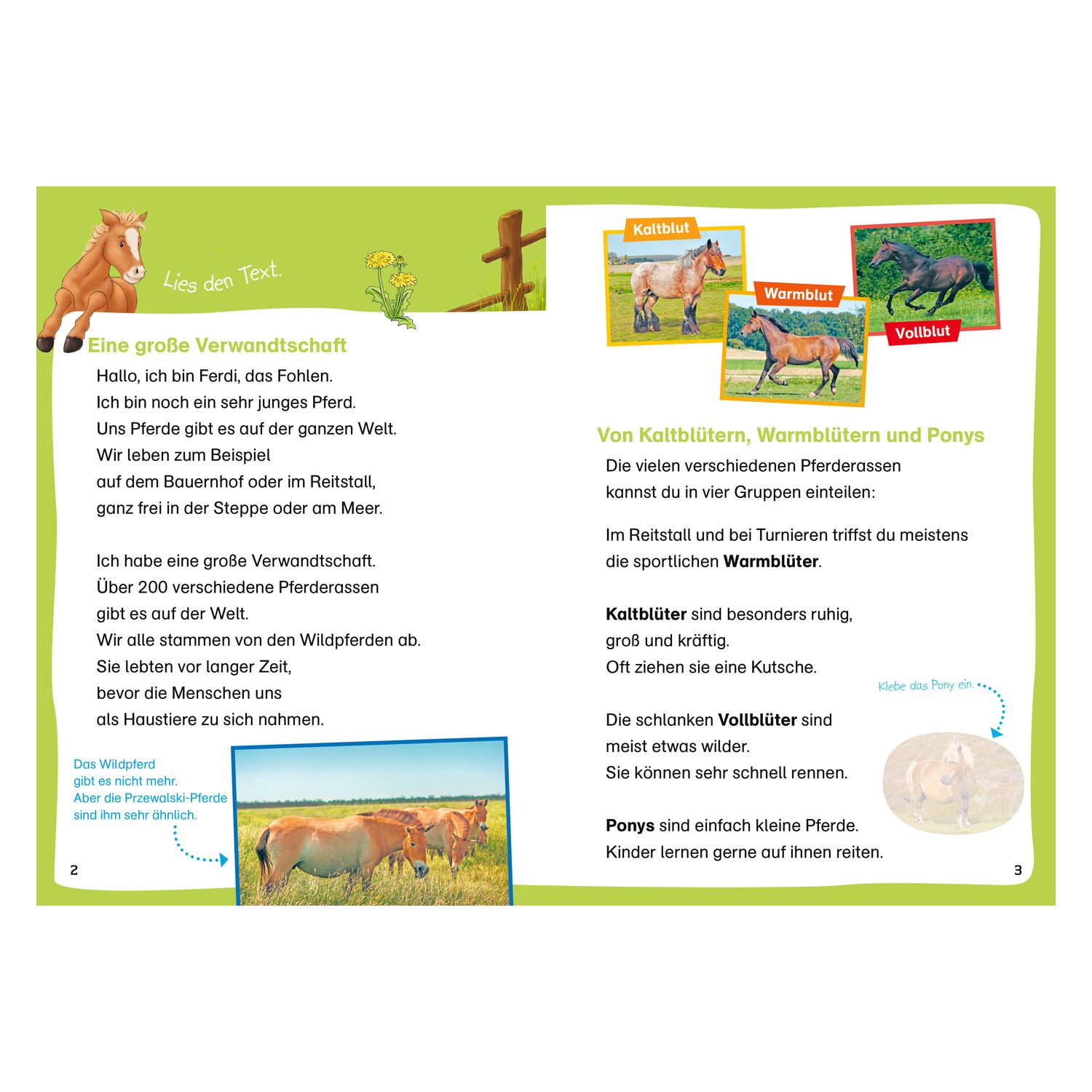 WAS IST WAS Erstes Lesen - Leserätsel Pferde und Ponys – Ansicht 2