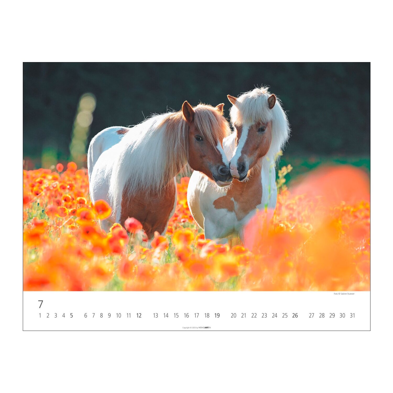 Kalender Islandpferde – Ansicht 4