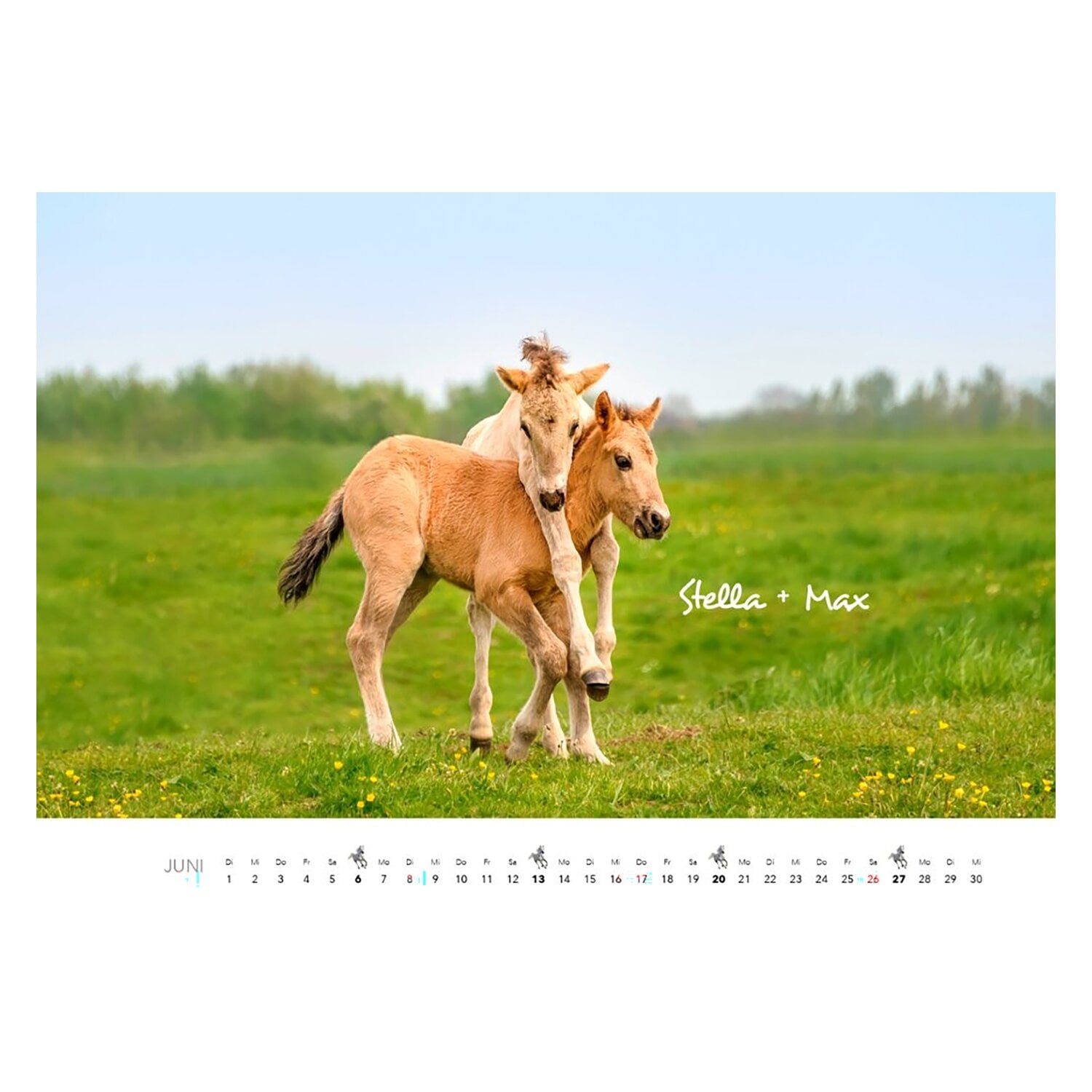 Kalender Pferde &ndash; Ansicht 4