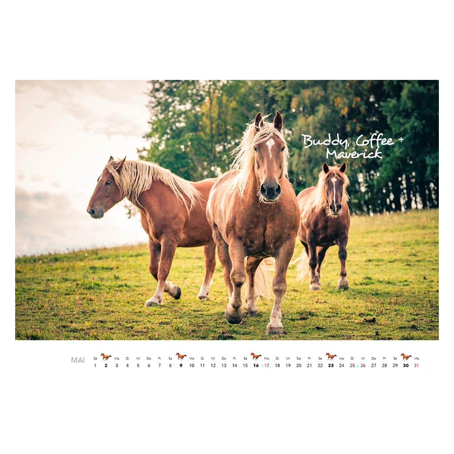 Kalender Pferde &ndash; Ansicht 5
