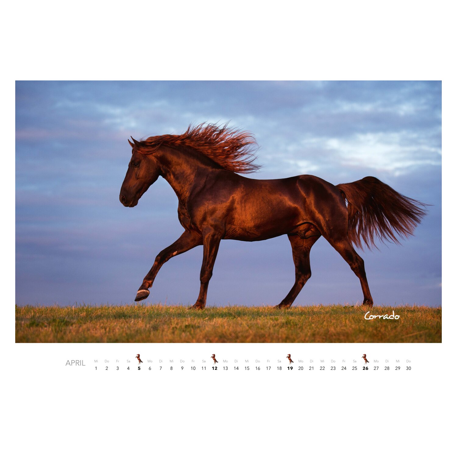 Kalender Pferde – Ansicht 3