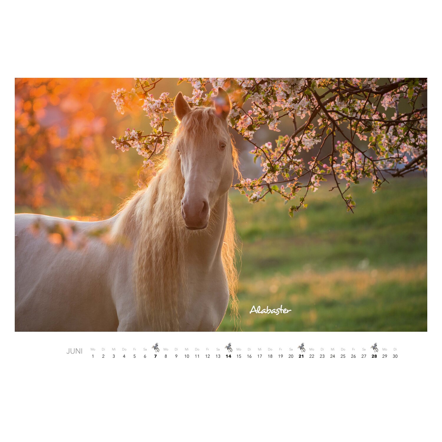 Kalender Pferde – Ansicht 4
