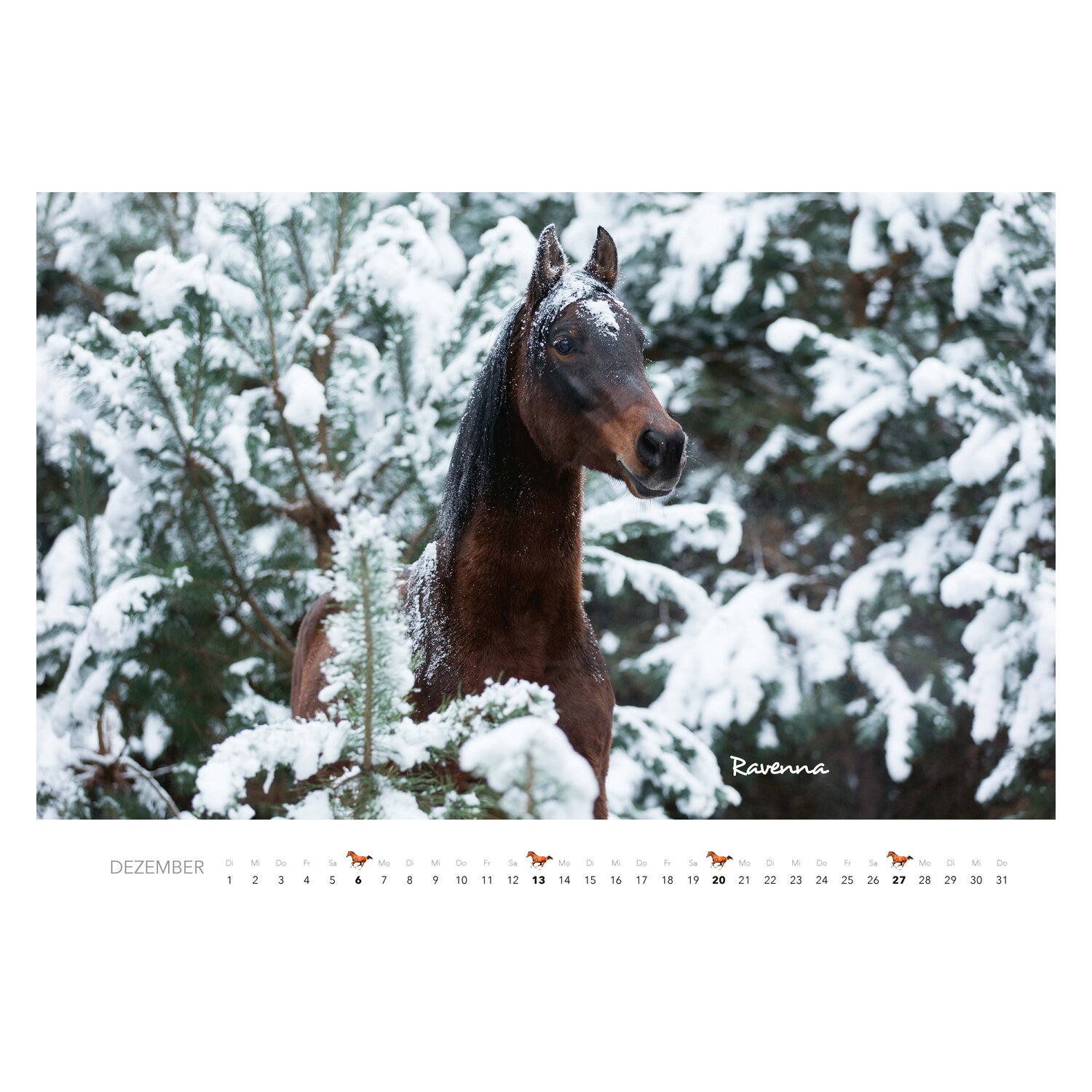 Kalender Pferde – Ansicht 6