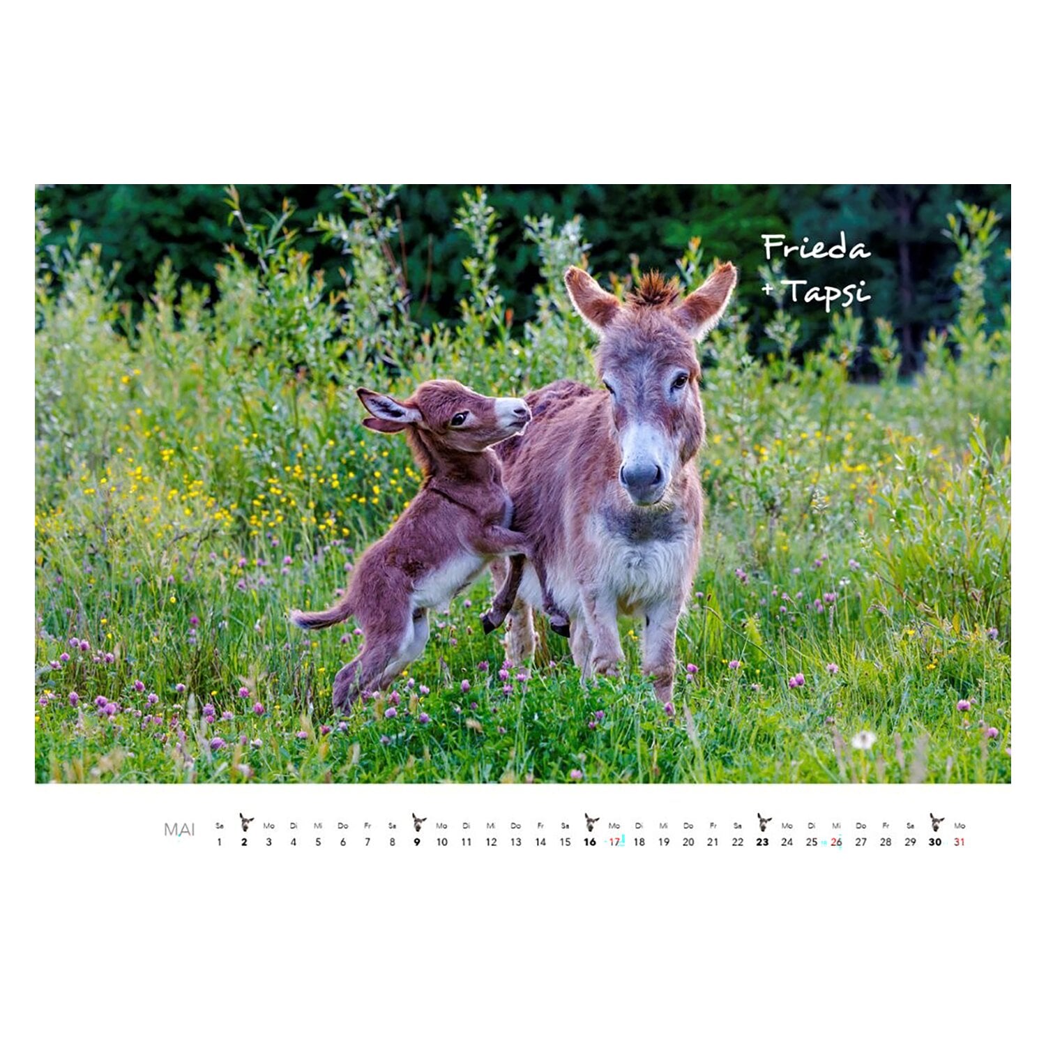 Kalender Esel &ndash; Ansicht 2