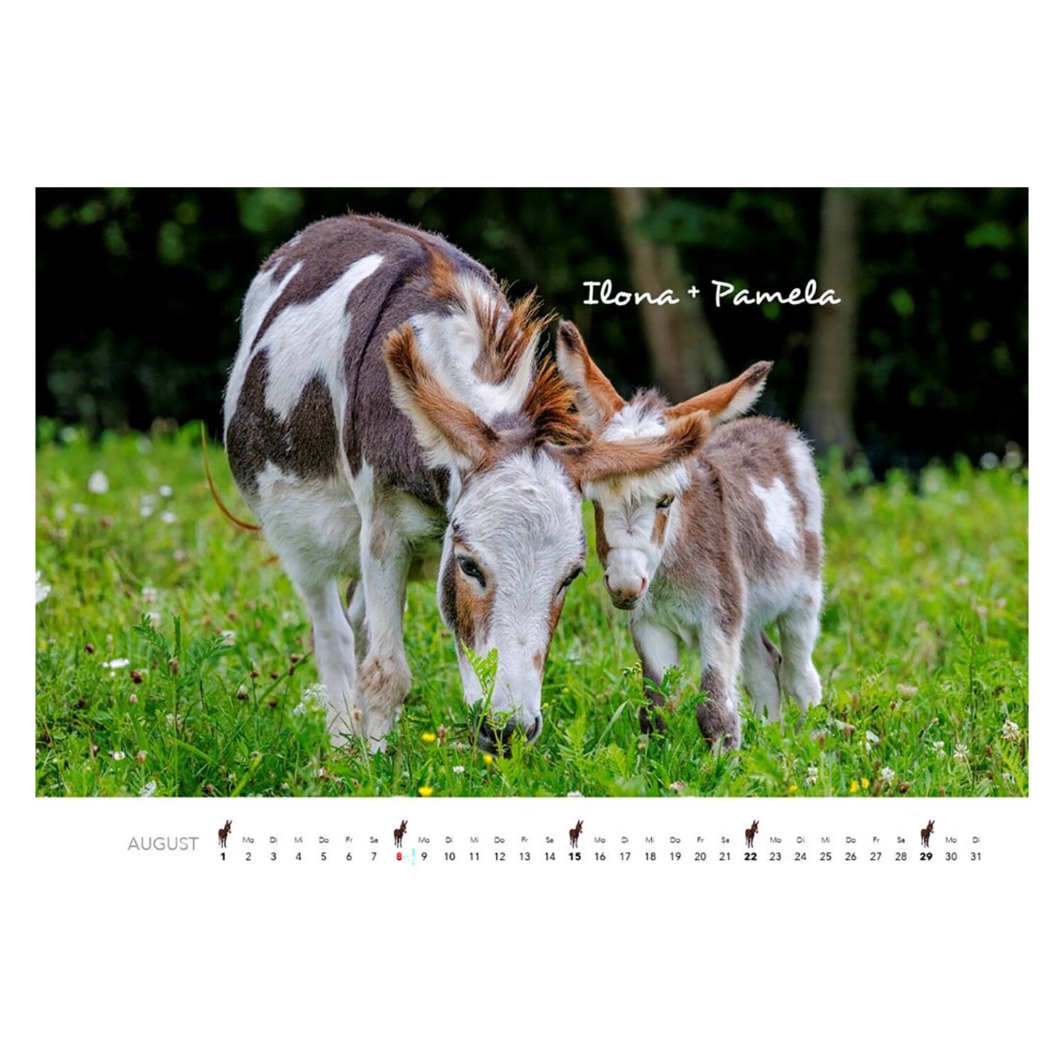 Kalender Esel &ndash; Ansicht 3