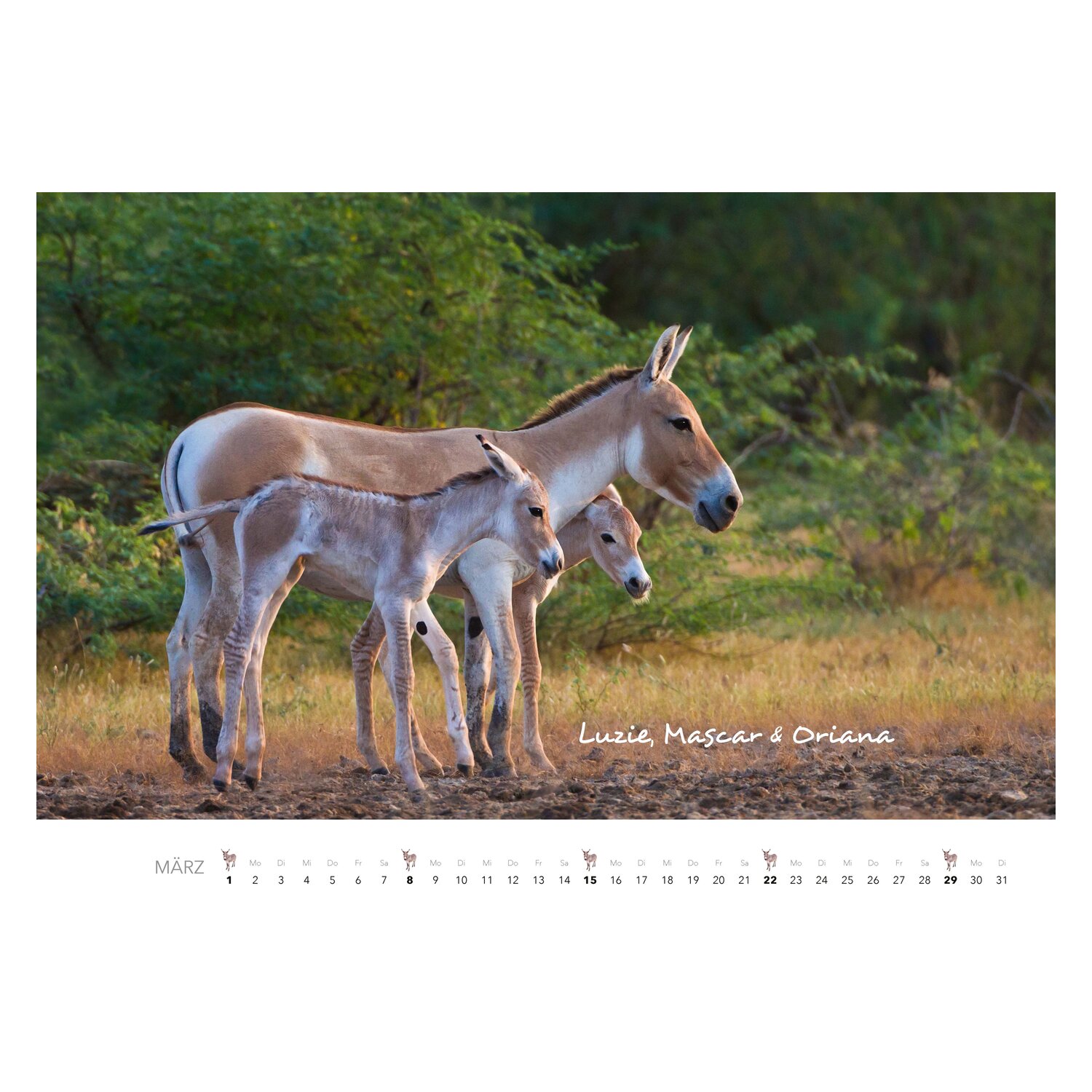 Kalender Esel – Ansicht 3