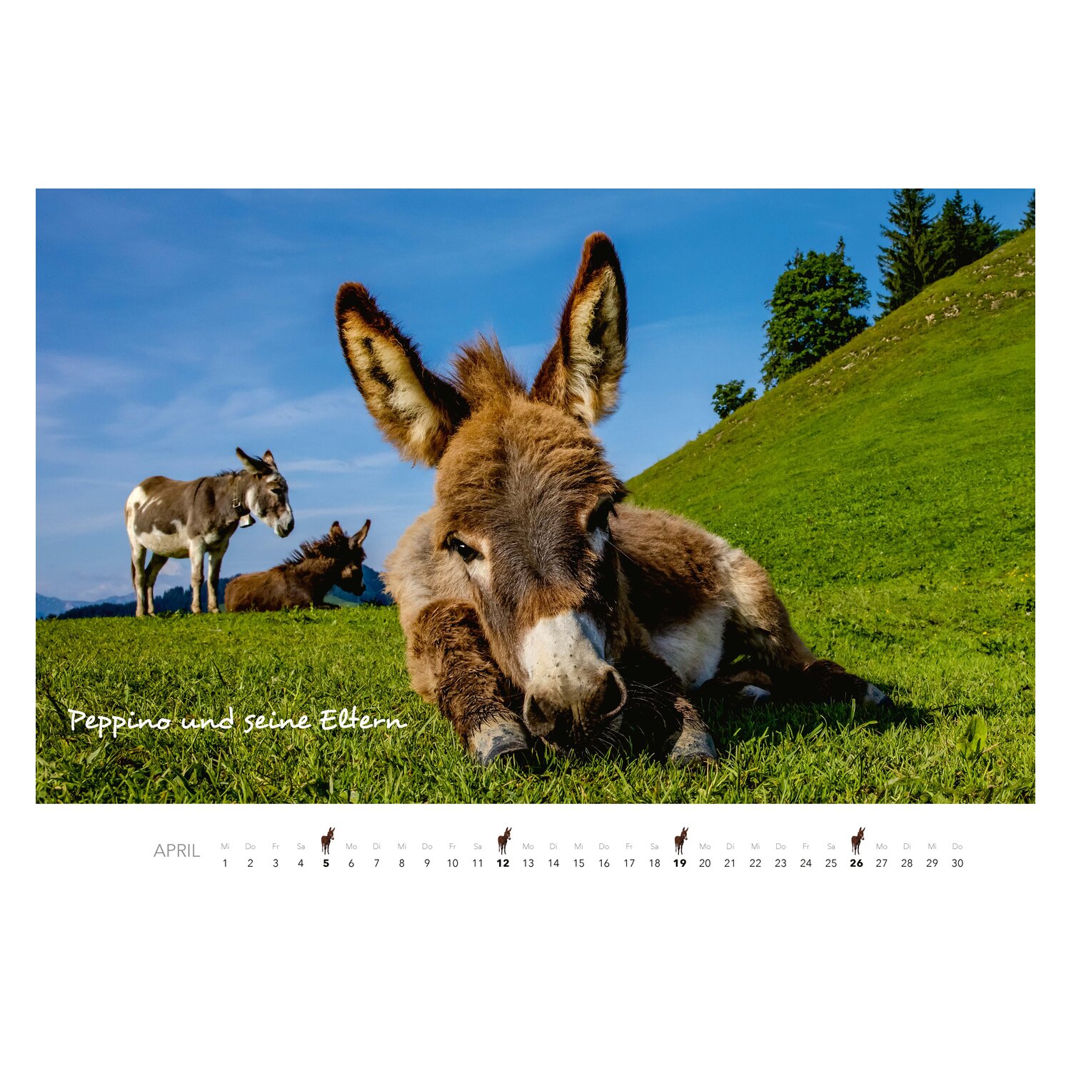 Kalender Esel – Ansicht 4