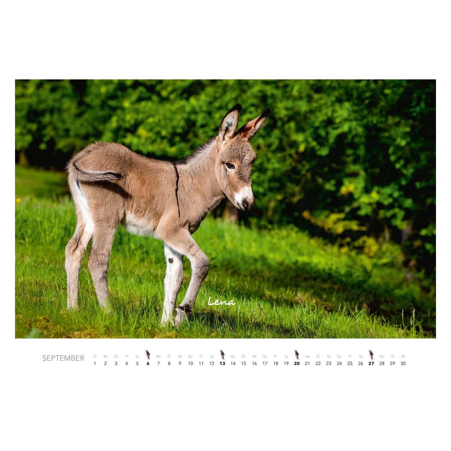 Kalender Esel – Ansicht 6