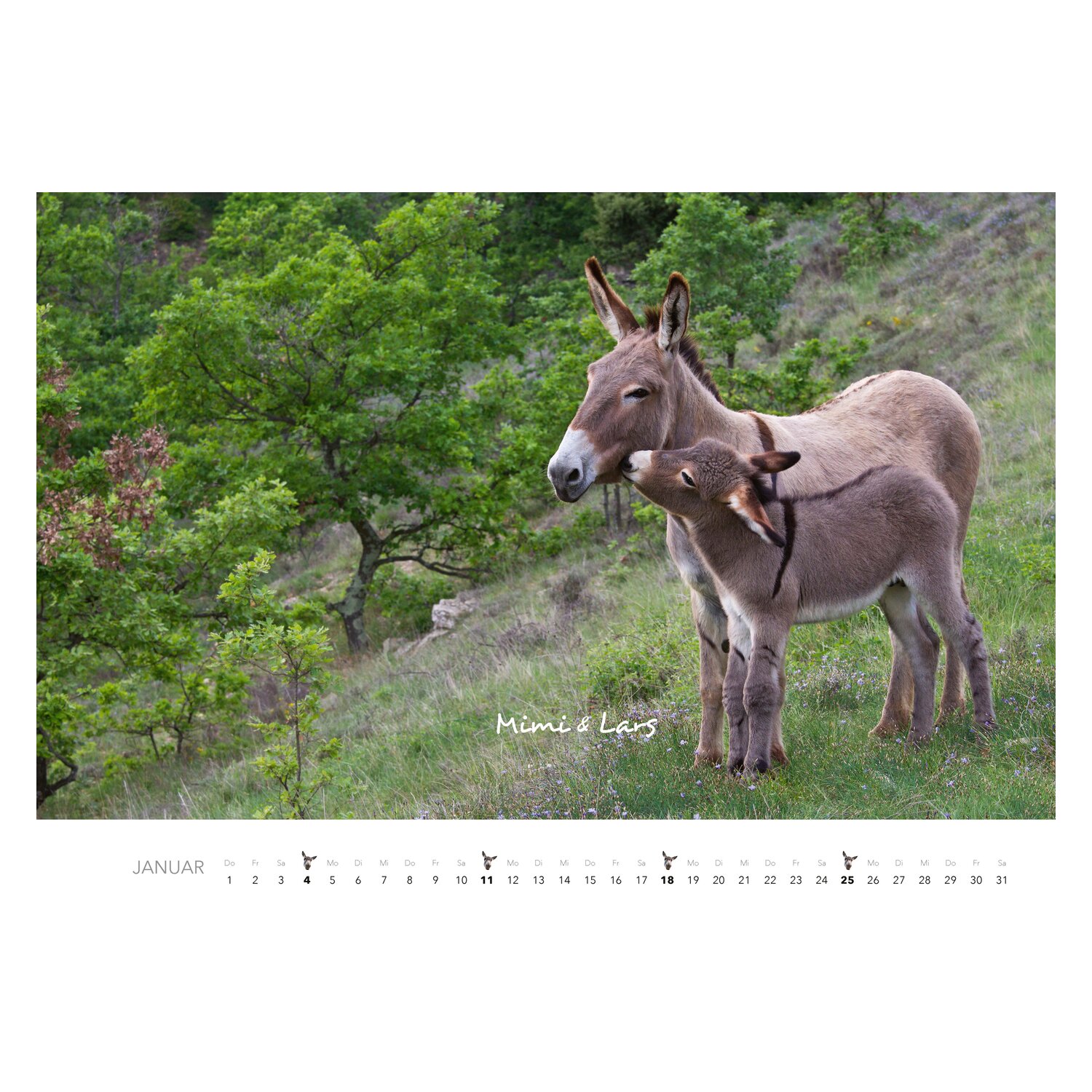 Kalender Esel – Ansicht 2