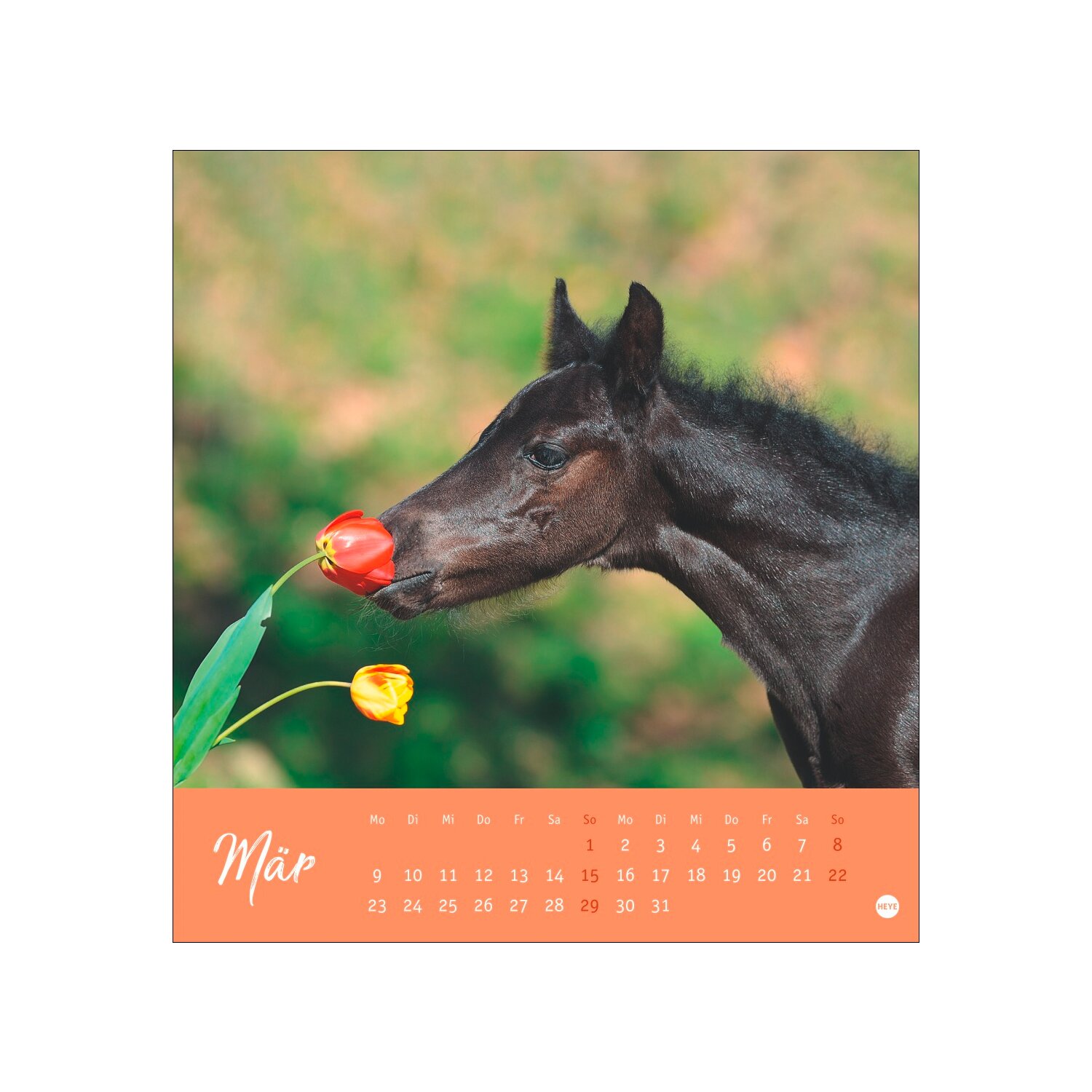 Postkartenkalender Pferde 2025 - Starke Freunde – Ansicht 3