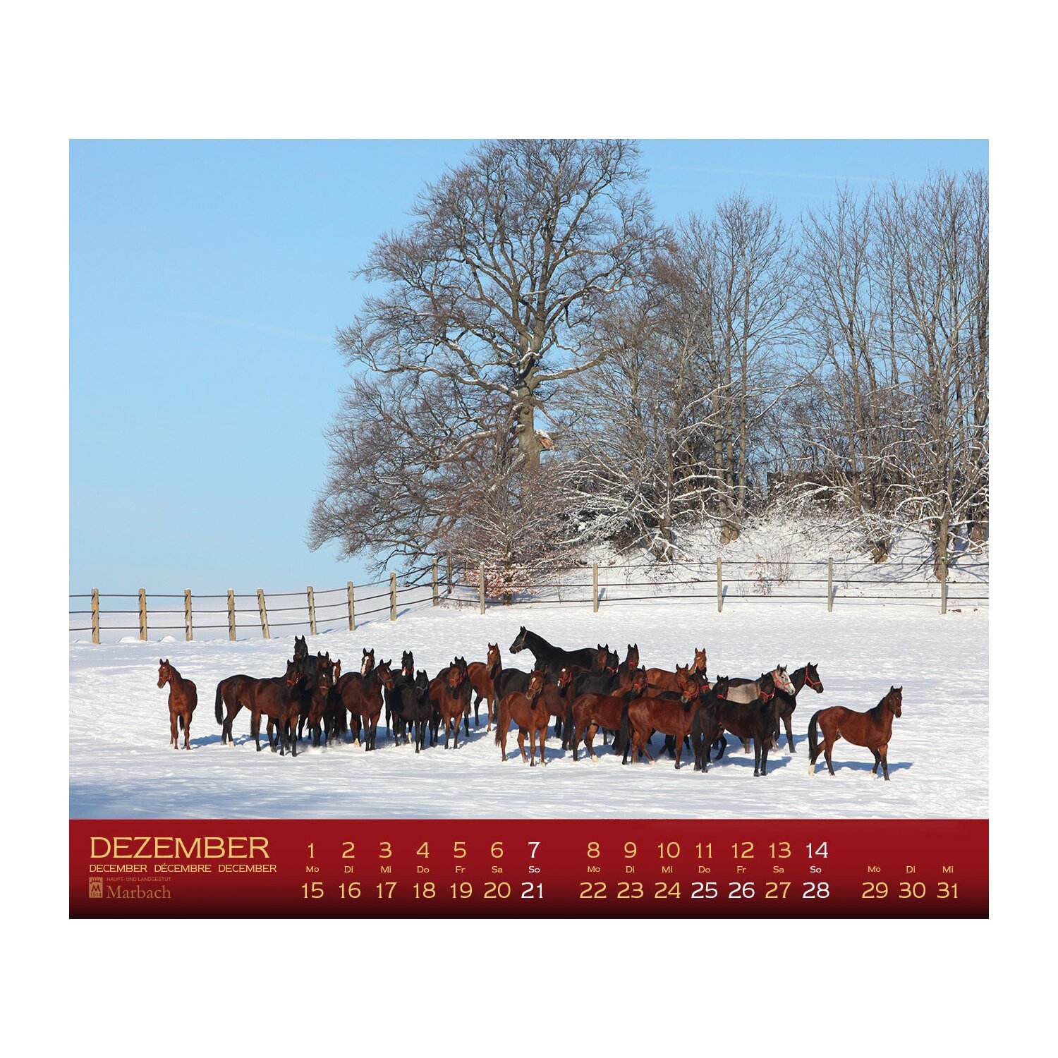 Kalender Haupt- & Landgestüt Marbach – Ansicht 5