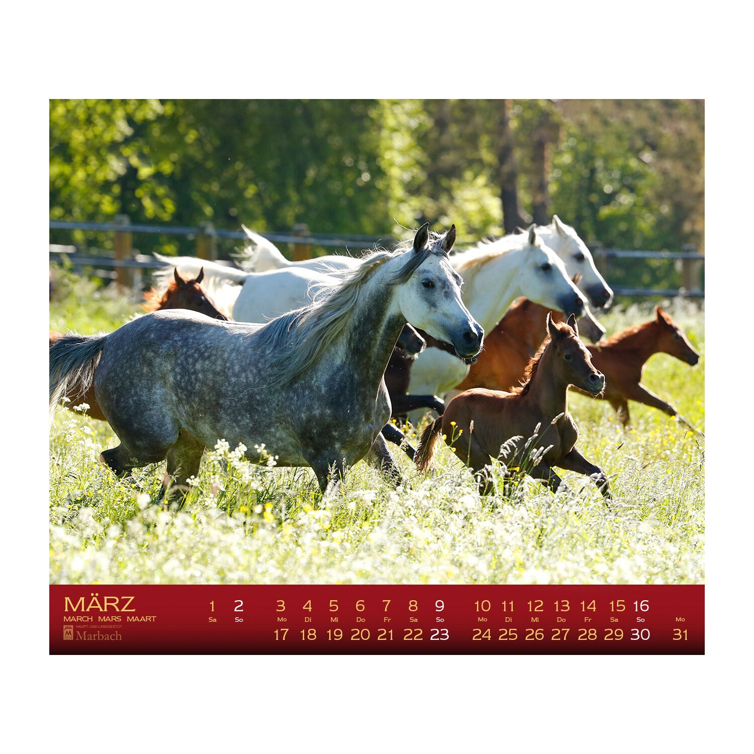 Kalender Haupt- & Landgestüt Marbach – Ansicht 2