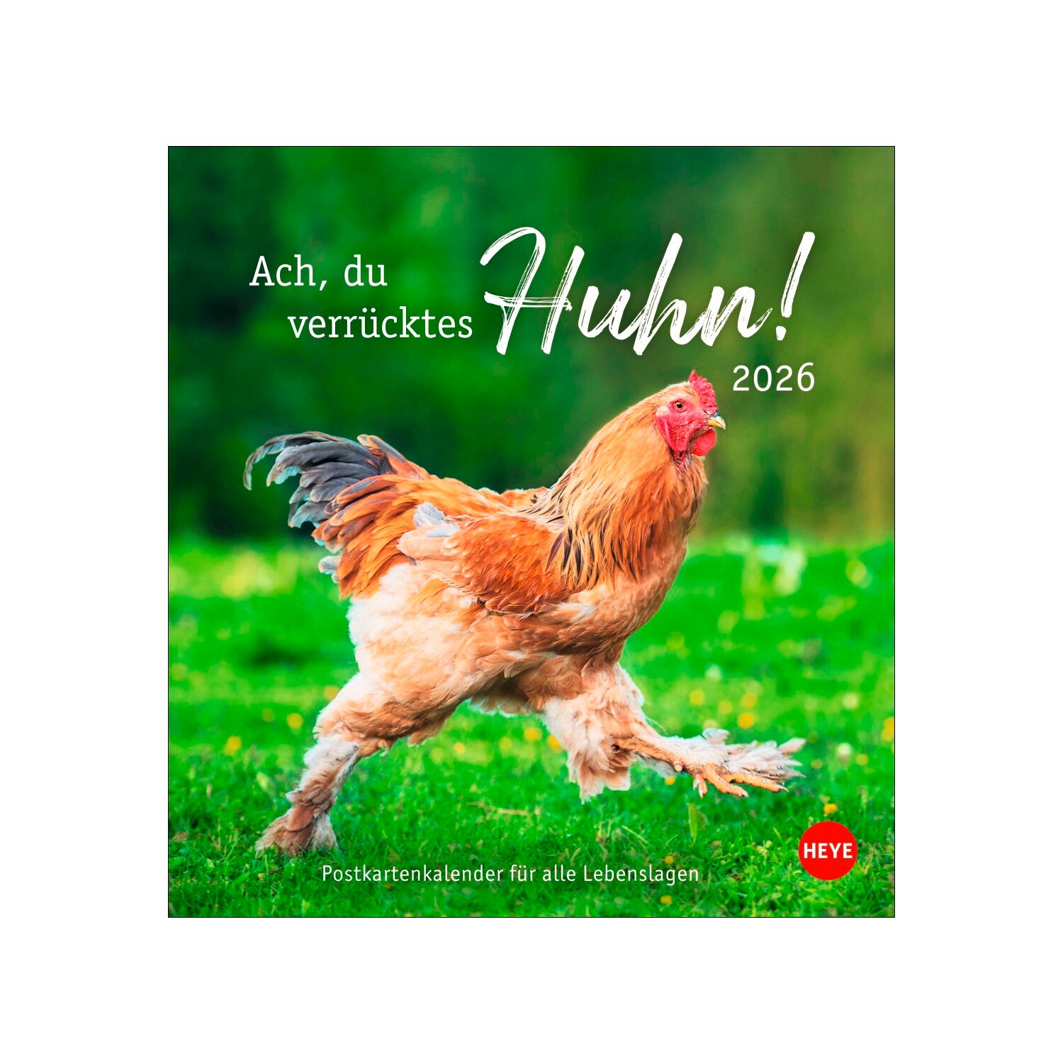 Postkartenkalender Hühner 2026 - Ach, du verrücktes Huhn – Ansicht 1