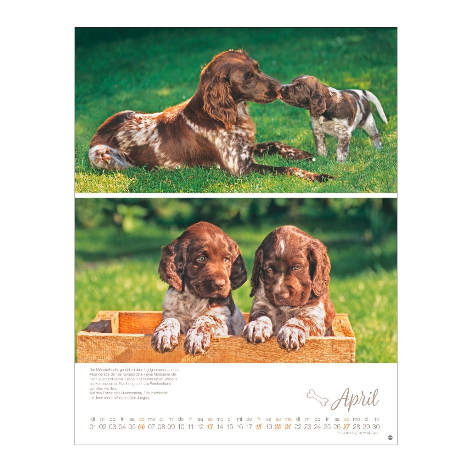 Posterkalender Hundekinder 2025 – Ansicht 3