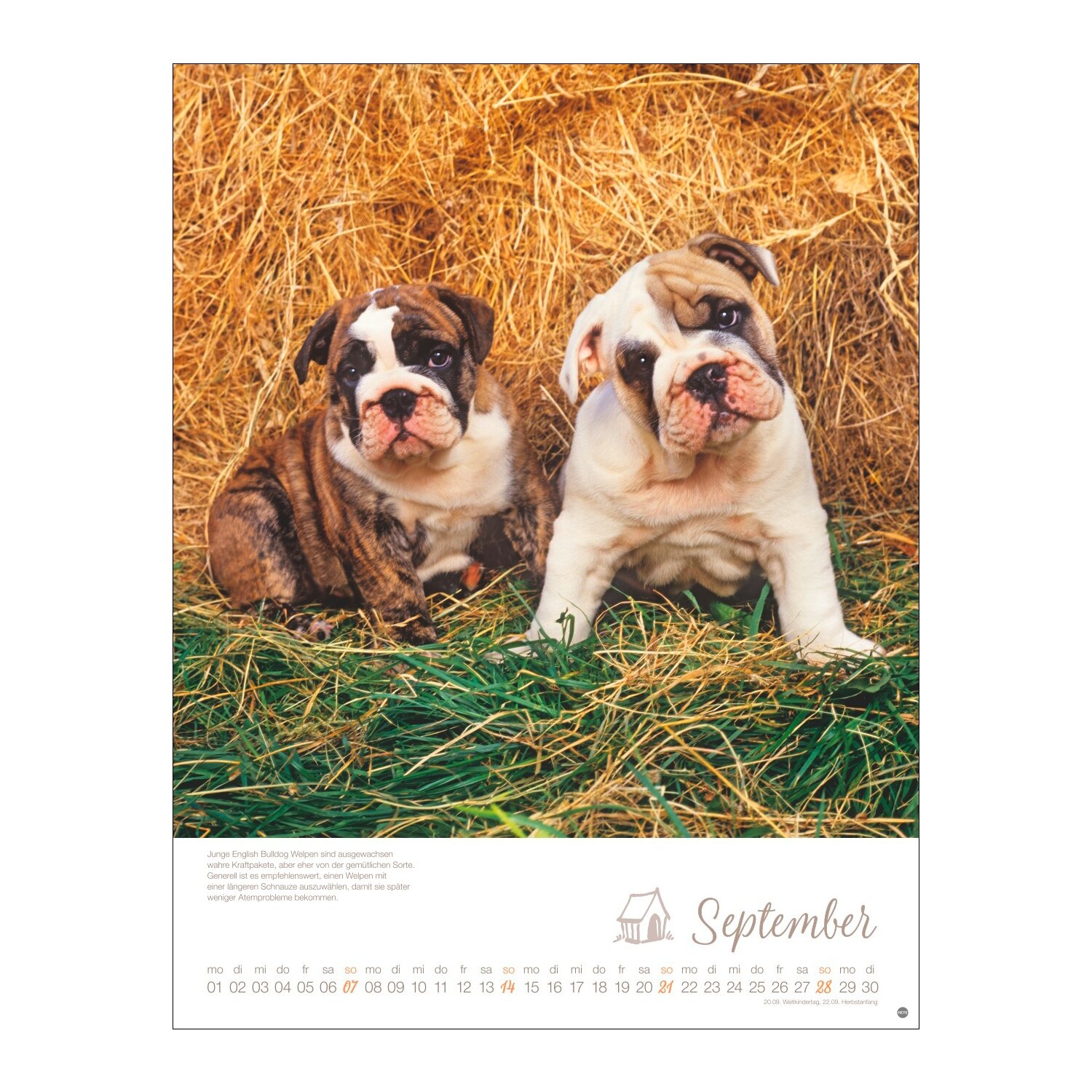 Posterkalender Hundekinder 2025 – Ansicht 6