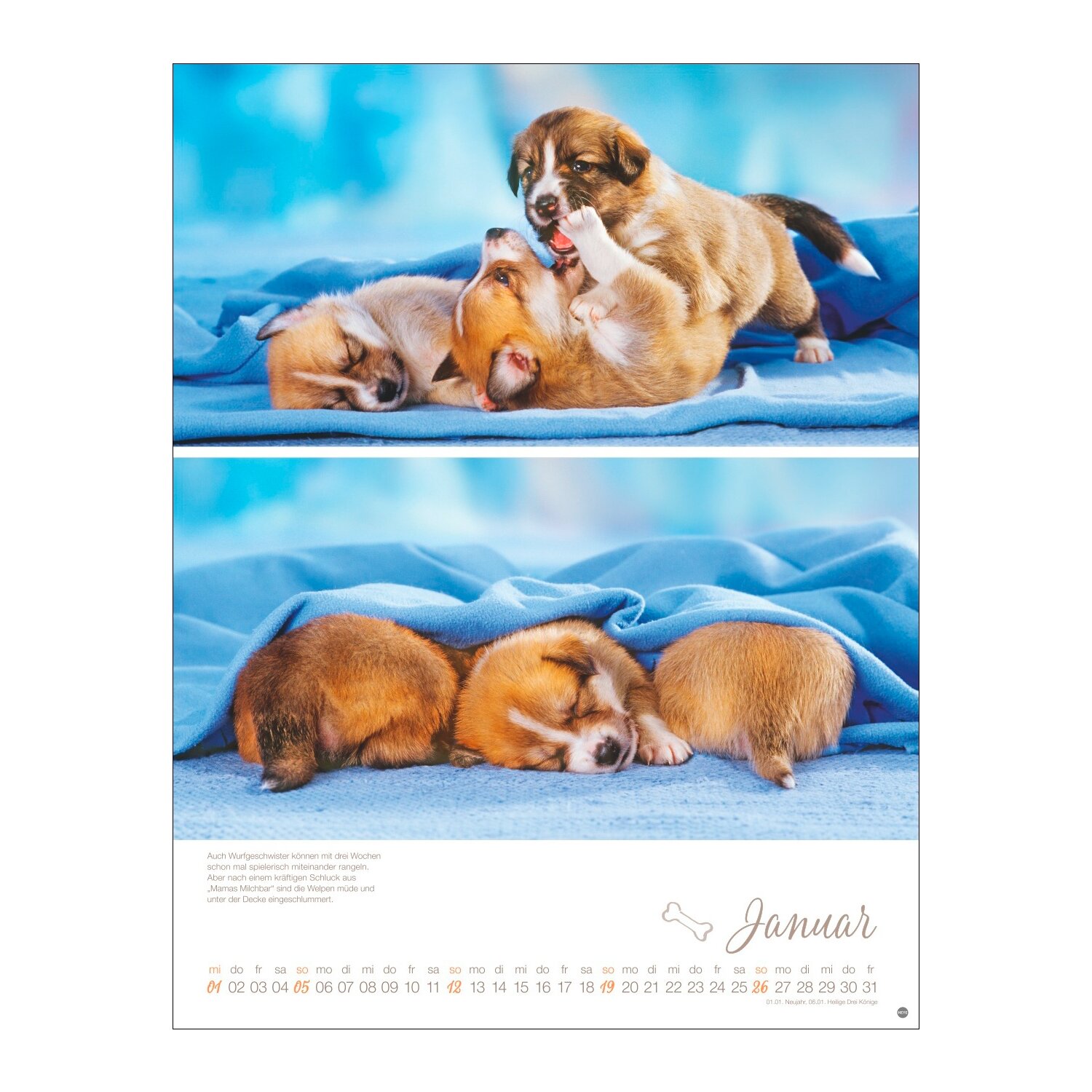 Posterkalender Hundekinder 2025 – Ansicht 2