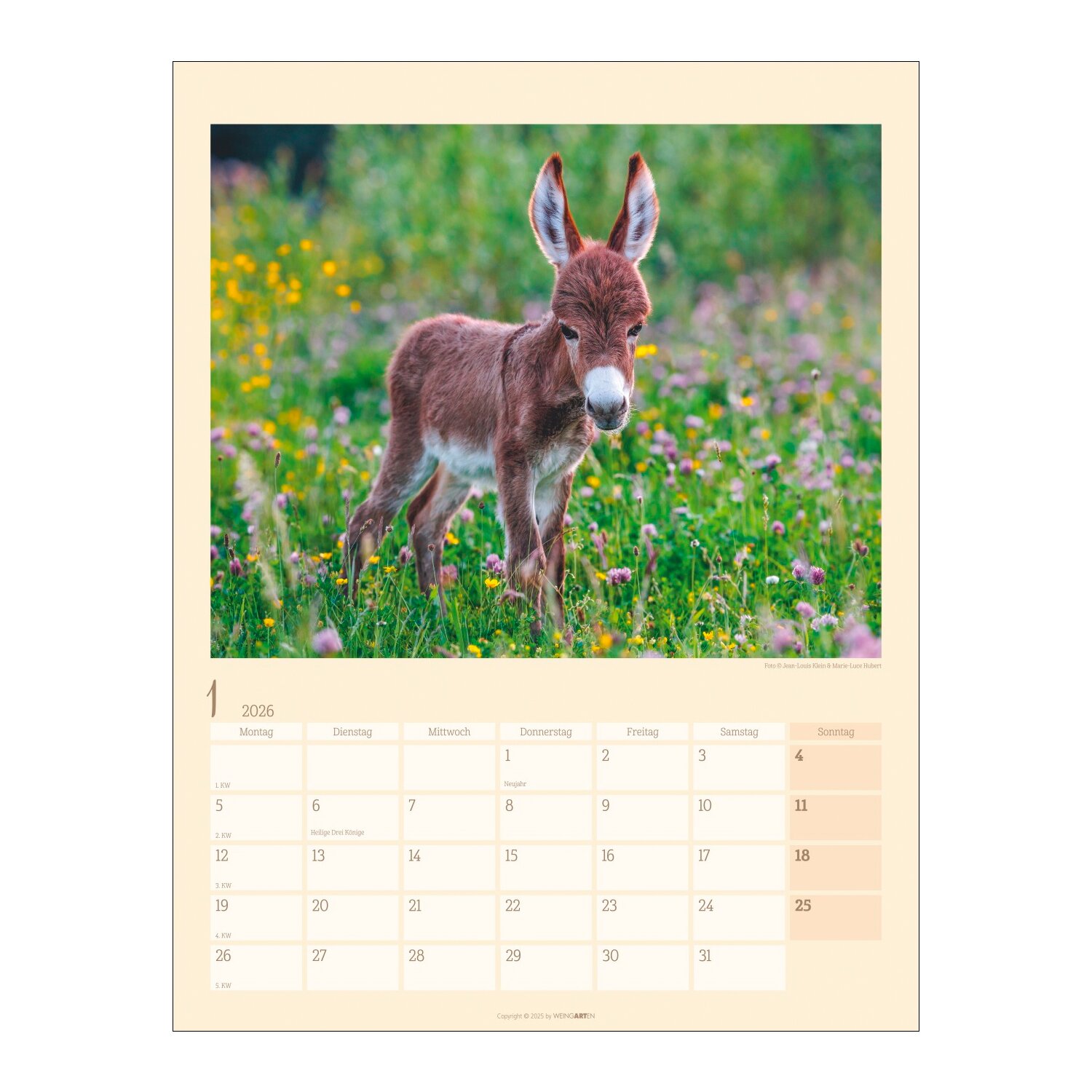 Kalender Esel 2026 – Ansicht 2