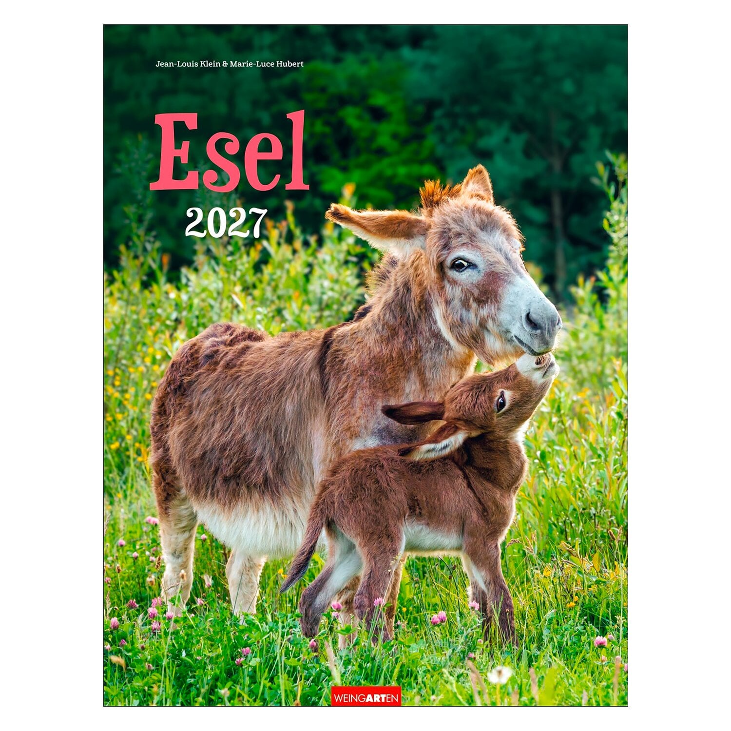Kalender Esel 2027 &ndash; Ansicht 1