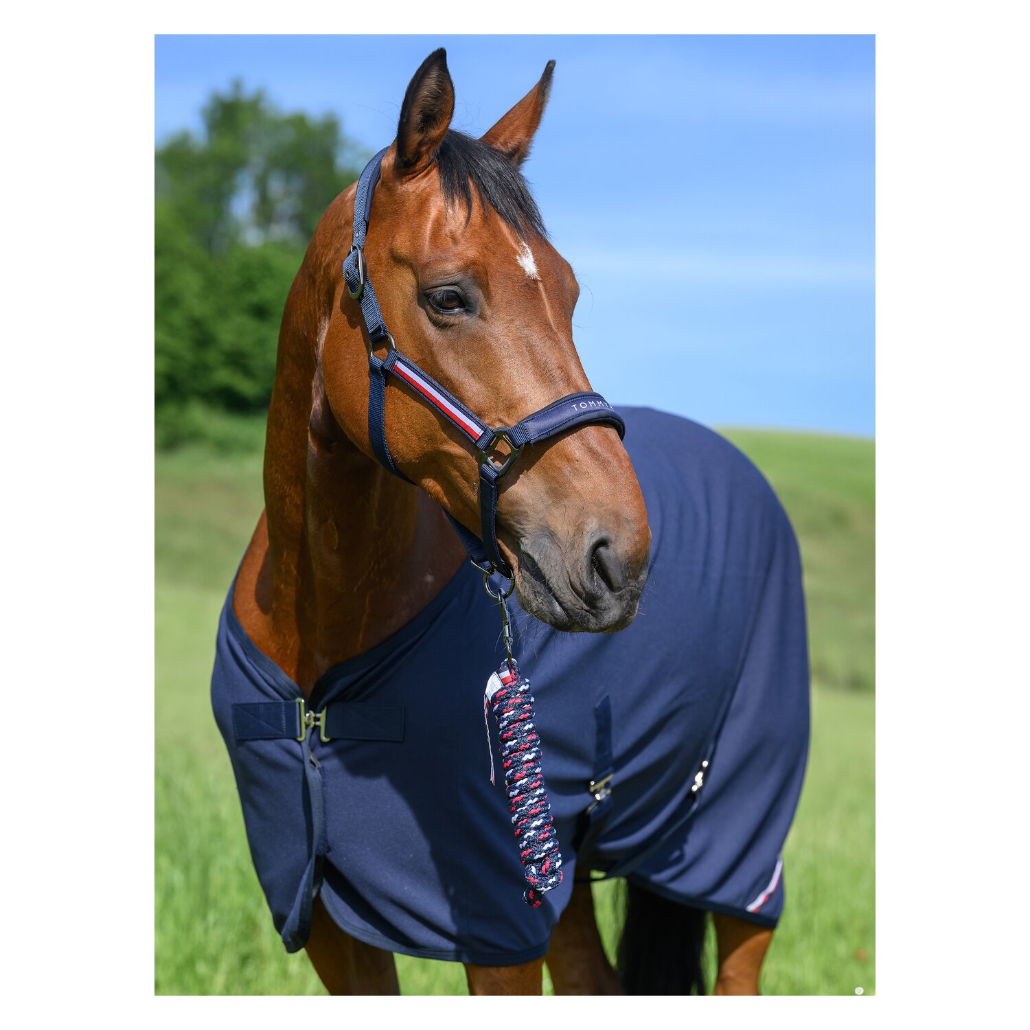 TOMMY HILFIGER EQUESTRIAN Halfter mit Führstrick Lexington – Ansicht 4