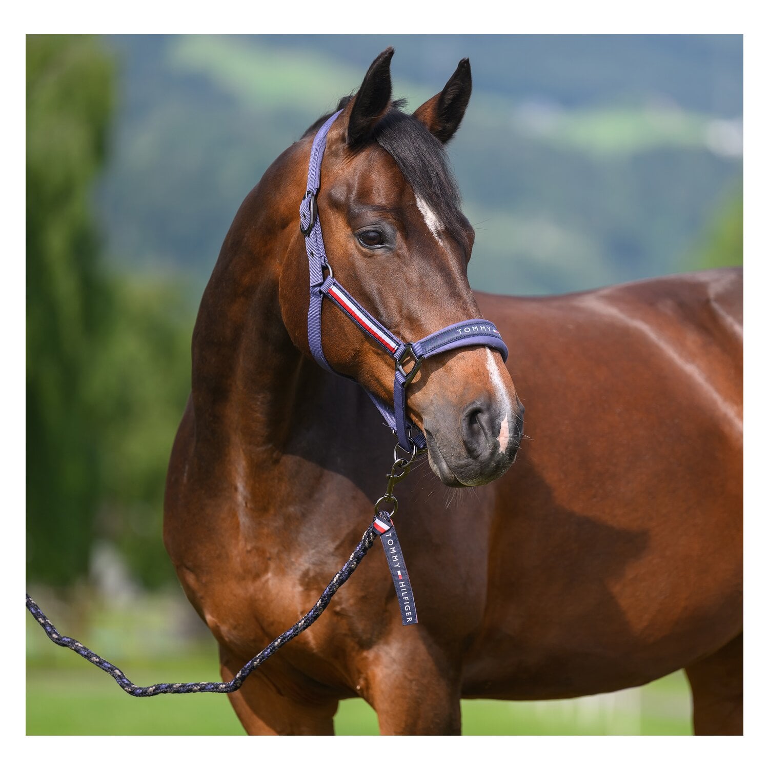 TOMMY HILFIGER EQUESTRIAN Halfter mit Führstrick Lexington &ndash; Ansicht 3