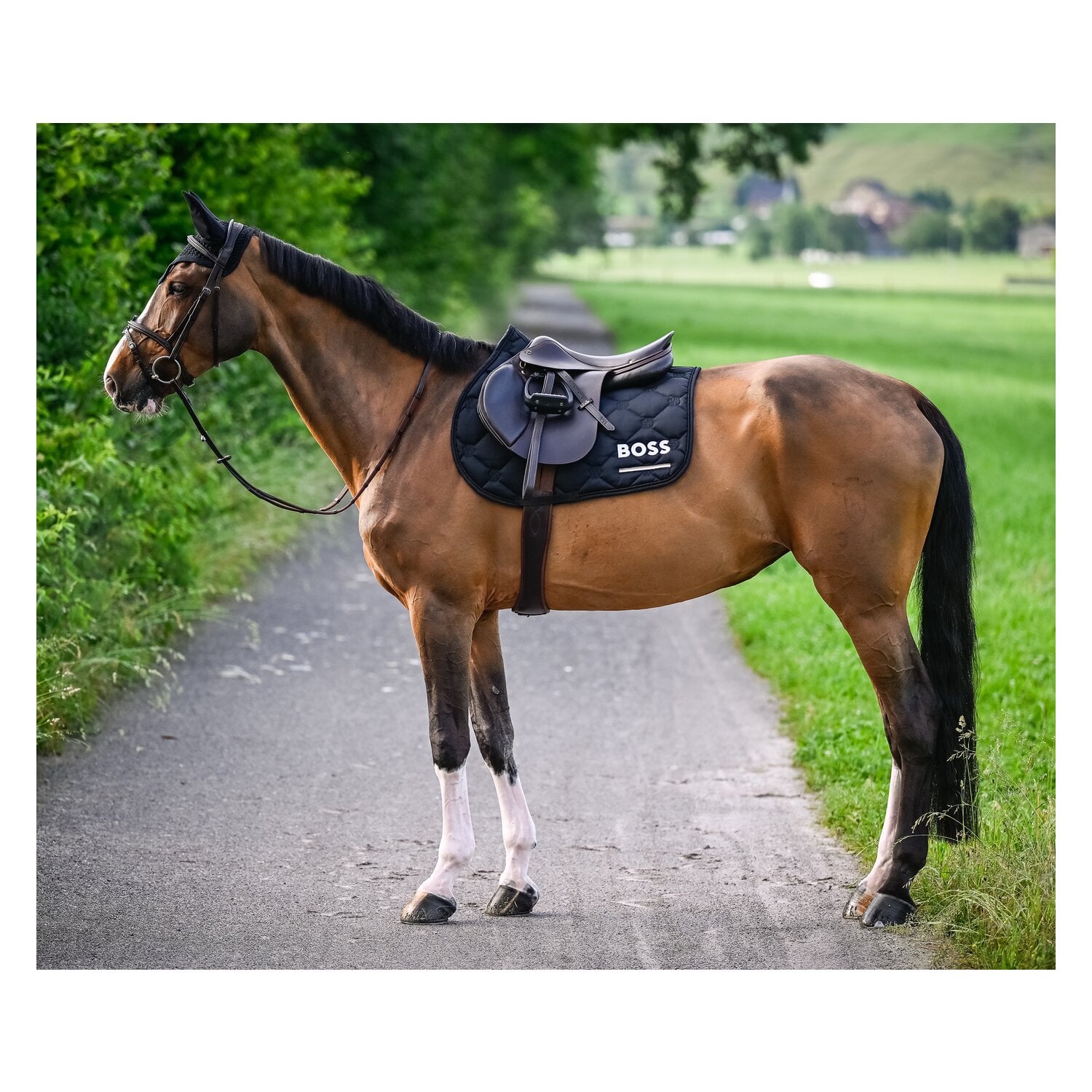 BOSS EQUESTRIAN Springschabracke Cheltenhem Tape &ndash; Ansicht 8