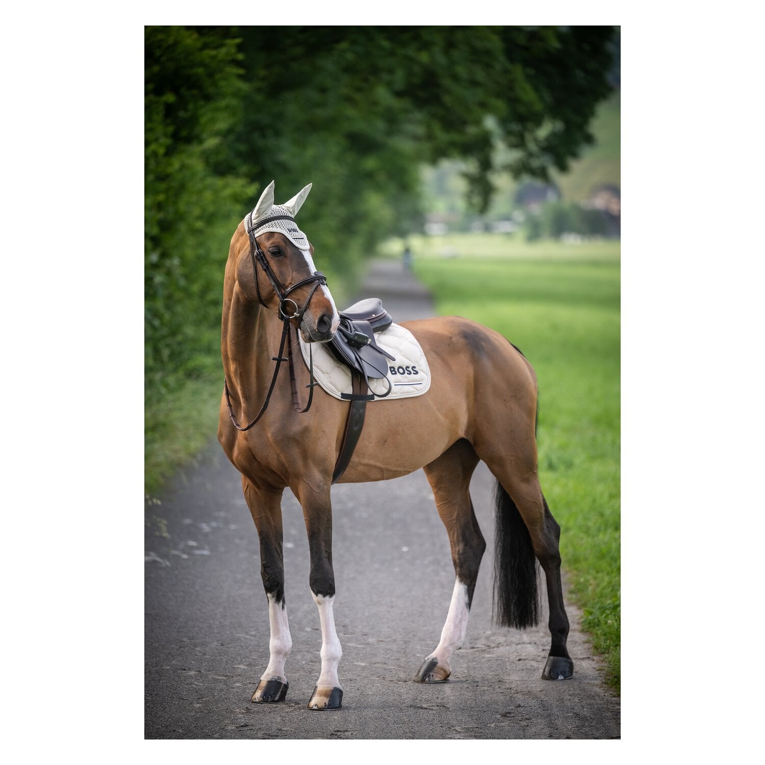 BOSS EQUESTRIAN Springschabracke Cheltenhem Tape &ndash; Ansicht 10