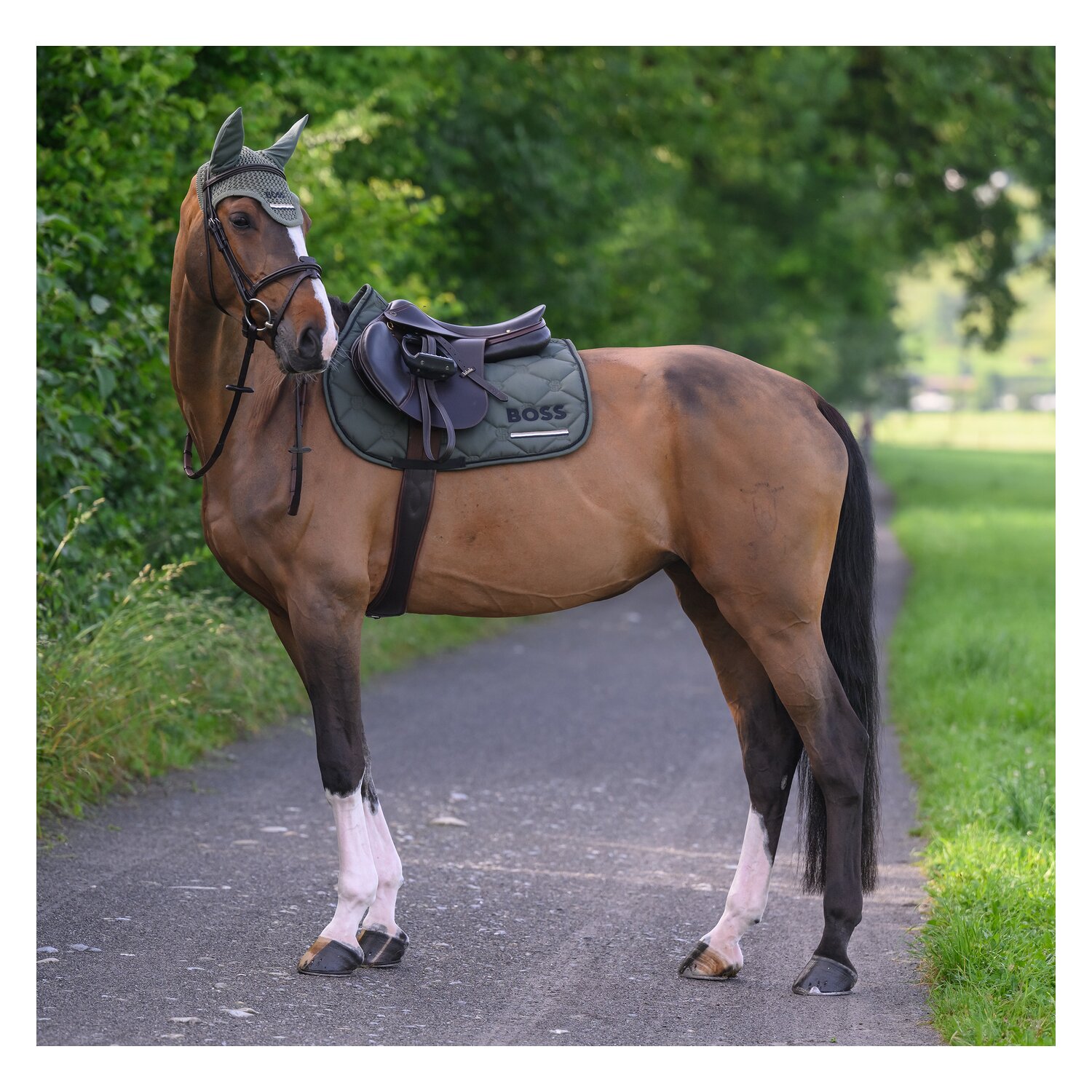 BOSS EQUESTRIAN Springschabracke Cheltenhem Tape &ndash; Ansicht 9