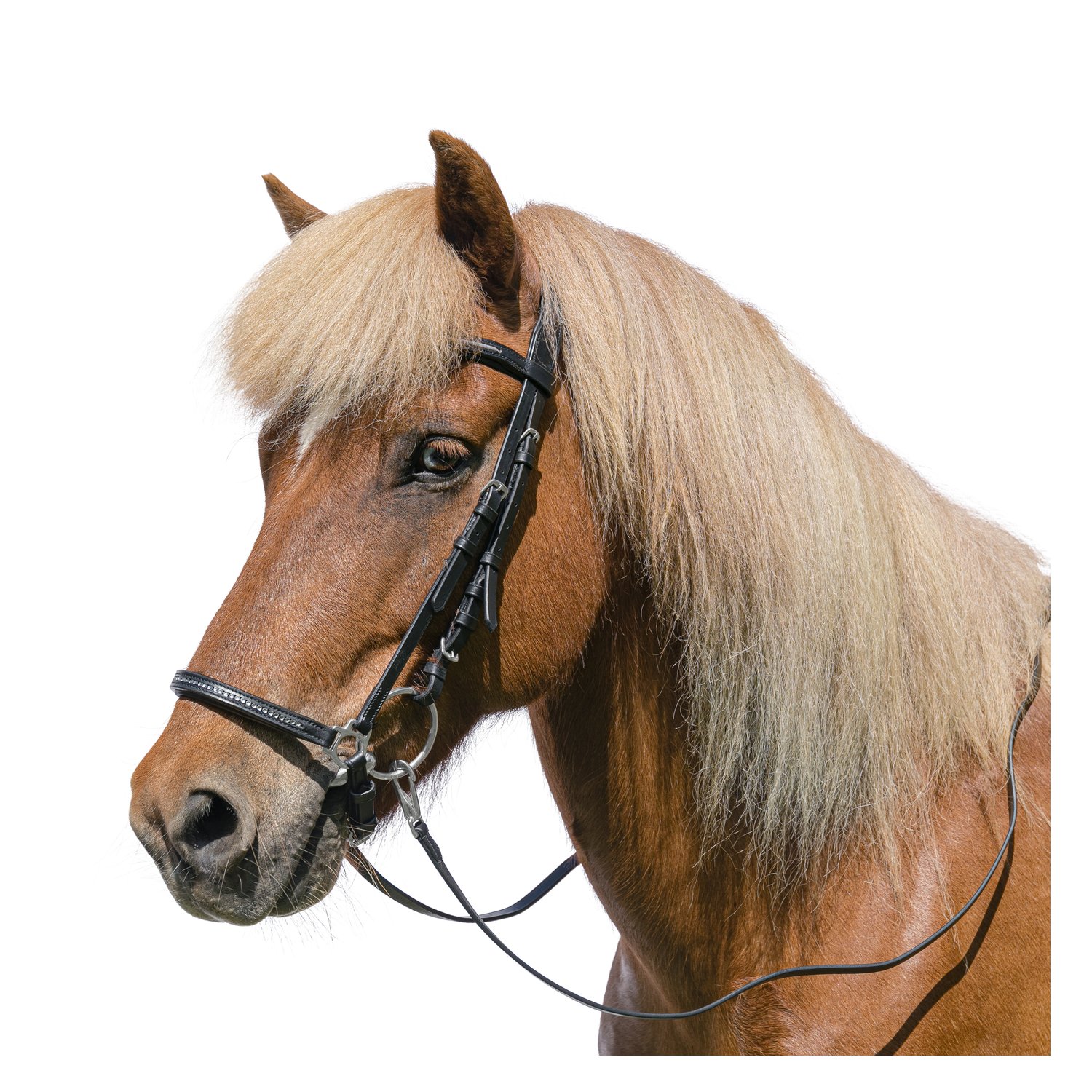 Loesdau Island-Trensenzaum Dalvik – Ansicht 1