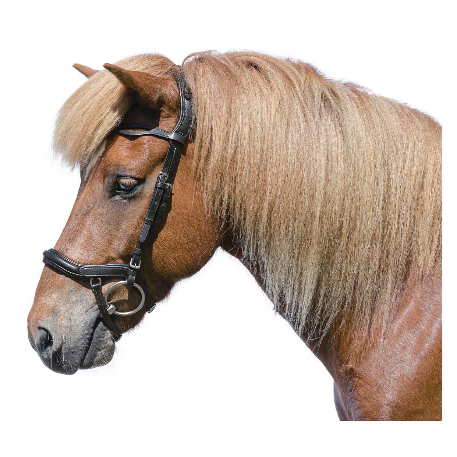 WALDHAUSEN Island Trensenzaum Anatomic – Ansicht 1