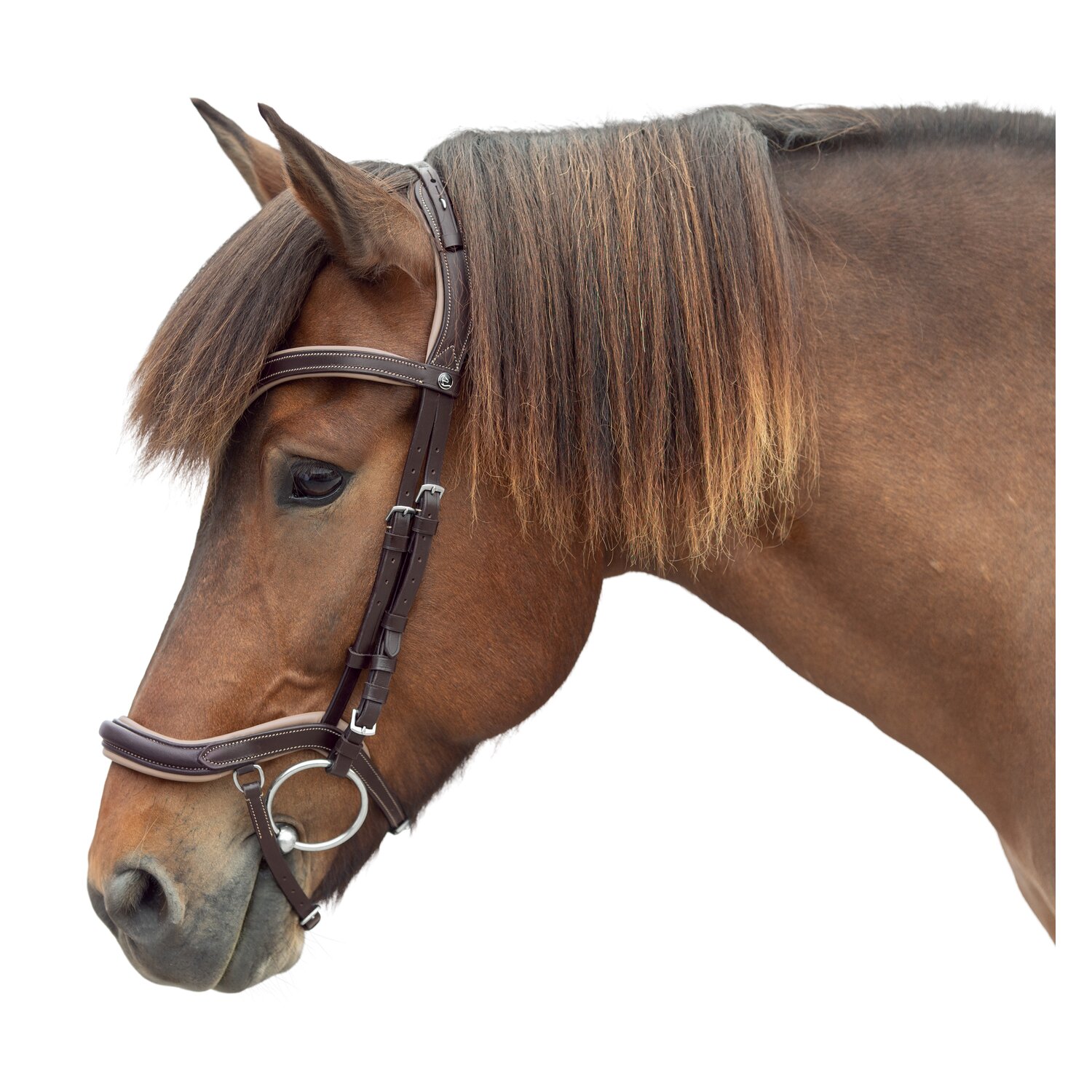 MONTIVUM Islandtrensenzaum Reykjavik – Ansicht 1