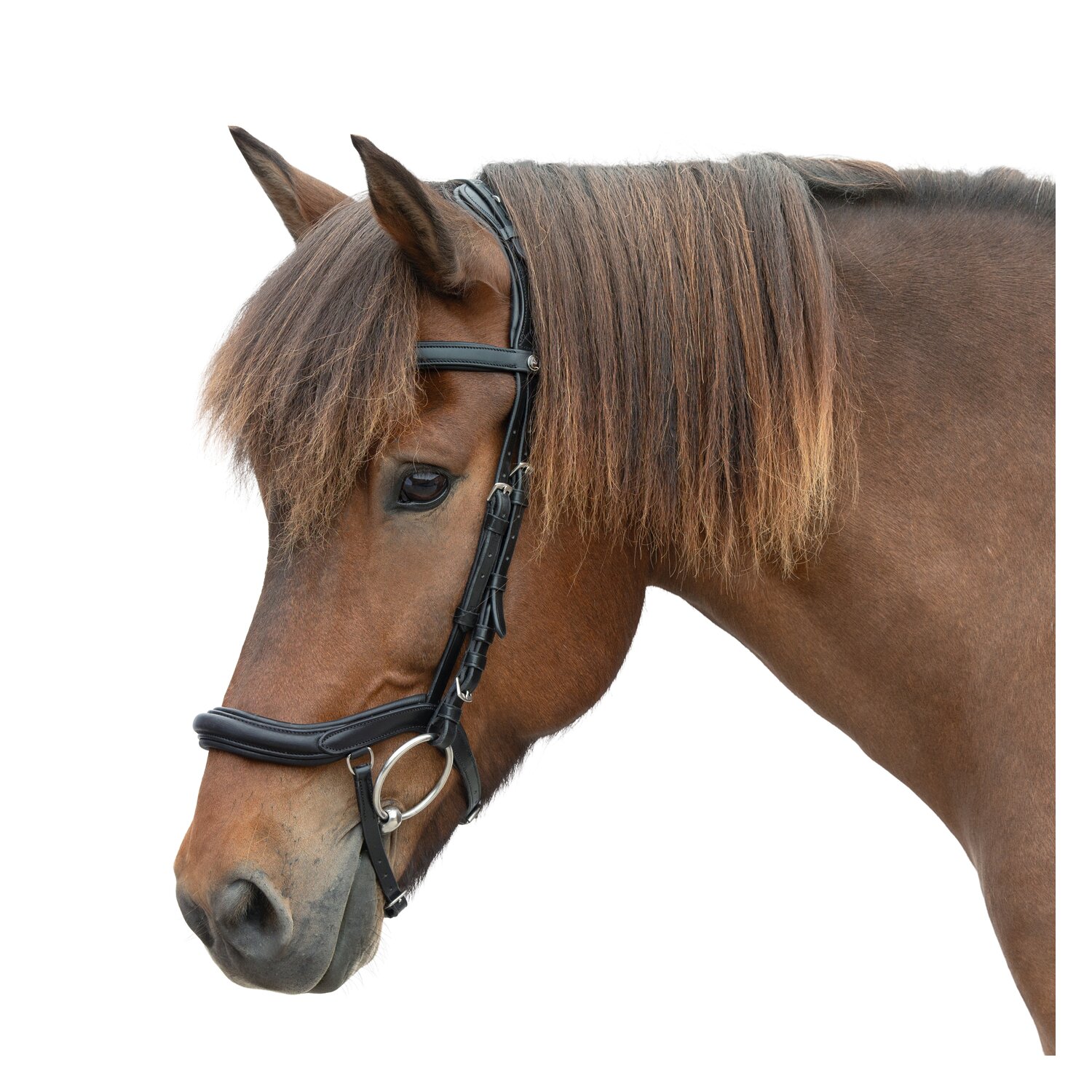 MONTIVUM Islandtrensenzaum Reykjavik – Ansicht 1