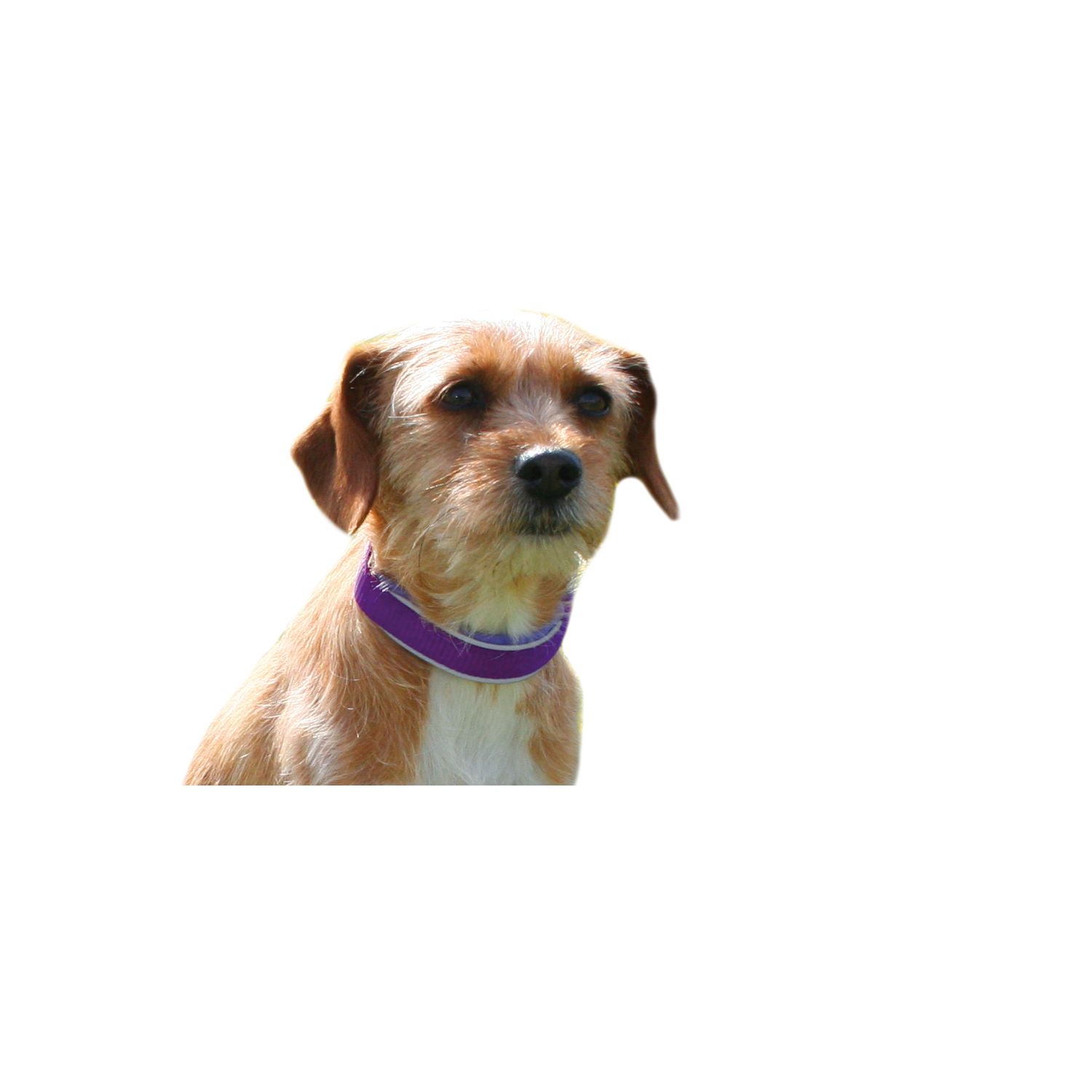 Loesdau Hundehalsband Soft – Ansicht 2