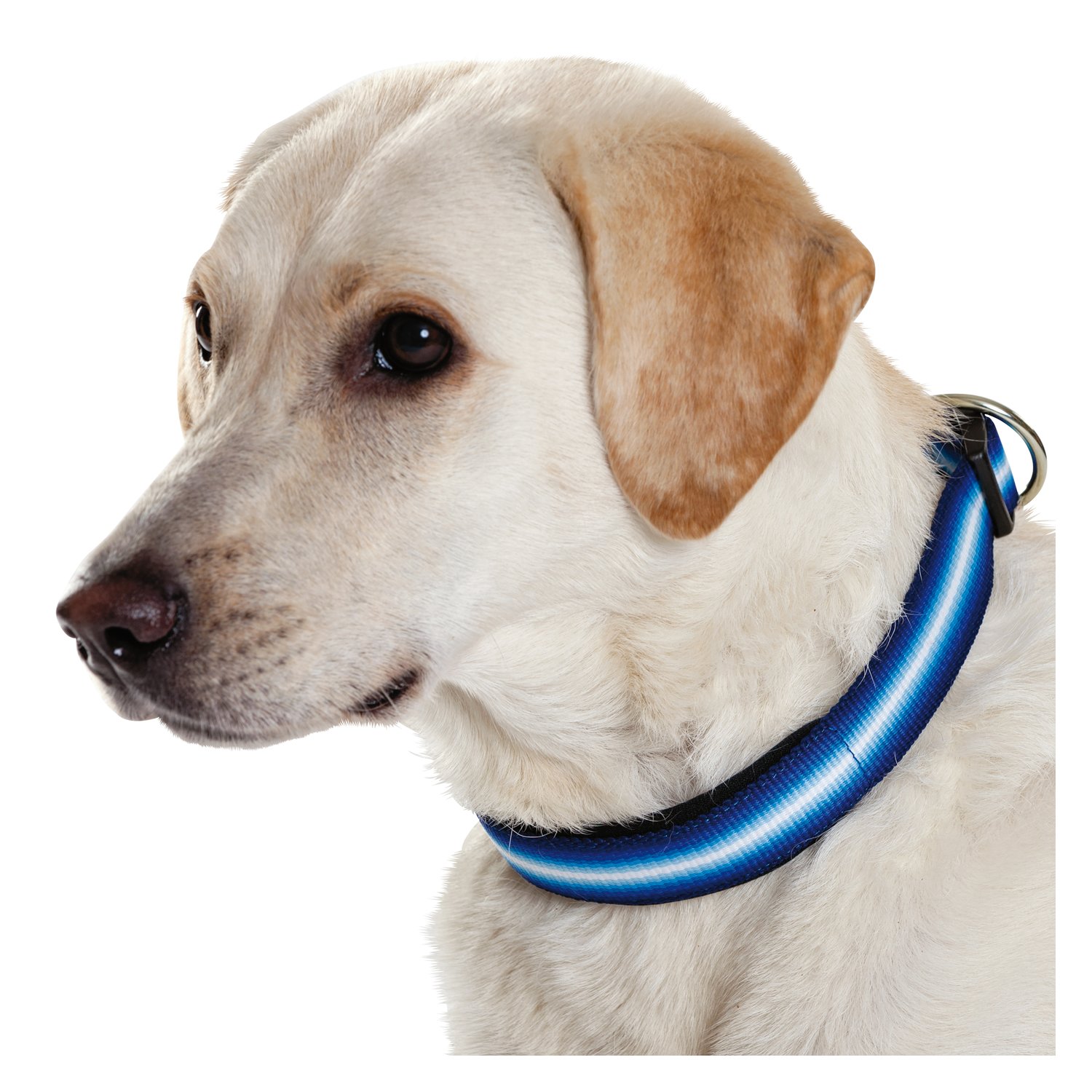 Loesdau Hundehalsband Stripe – Ansicht 2