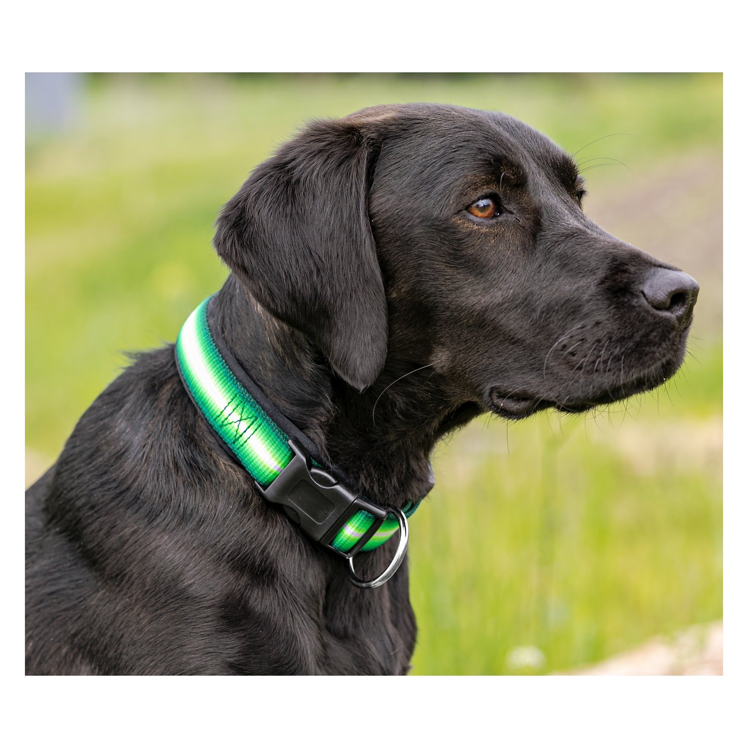 Loesdau Hundehalsband Stripe – Ansicht 2